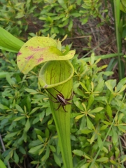 Pisaurina brevipes