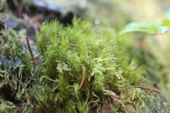 Dicranum howellii