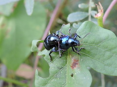 Typophorus nigritus