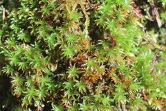 Atrichum selwynii