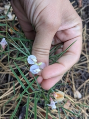 Lathyrus lanszwertii