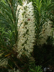 Melaleuca armillaris
