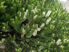 Melaleuca armillaris