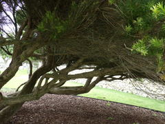 Melaleuca armillaris
