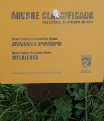 Melaleuca armillaris