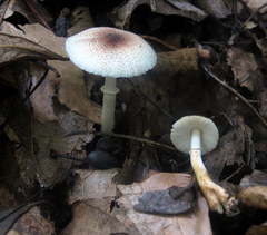 Leucoagaricus brunnescens