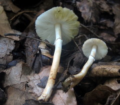 Leucoagaricus brunnescens