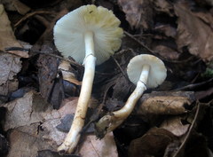 Leucoagaricus brunnescens