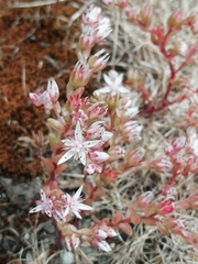Sedum arenarium