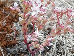 Sedum arenarium