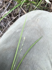 Carex leptalea