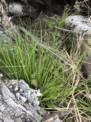 Carex leptalea