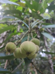 Ostodes paniculata