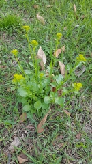 Barbarea vulgaris