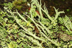 Cladonia darwinii