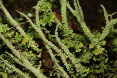 Cladonia darwinii