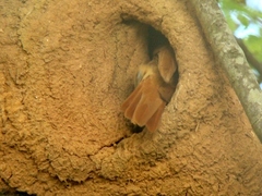 Furnarius rufus
