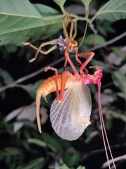 Capnogryllacris rufonotata
