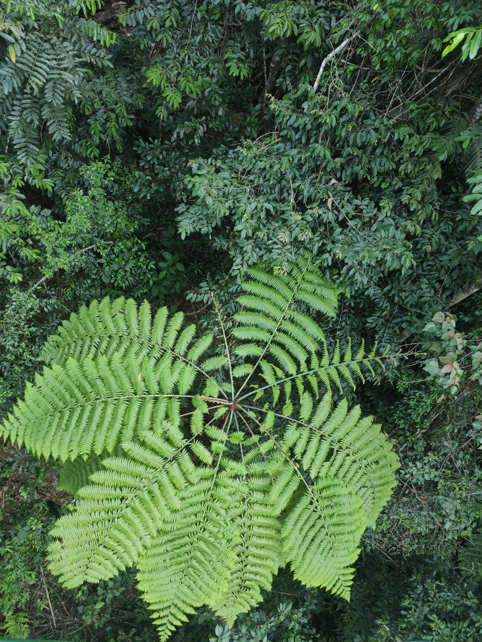 Sphaeropteris brunoniana