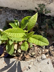 Phytolacca americana