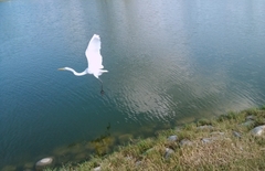 Ardea alba