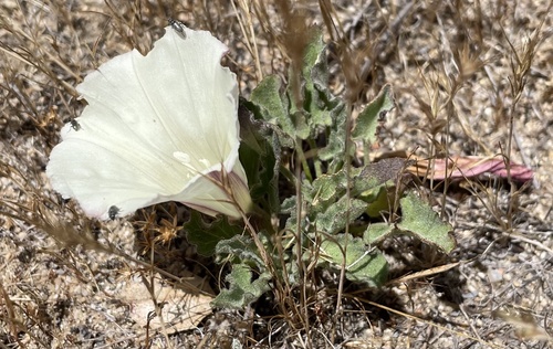 Hillside false bindweed (Calystegia subacaulis)