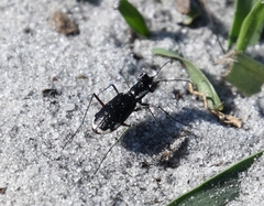 Cicindela scabrosa