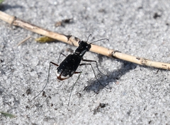 Cicindela scabrosa