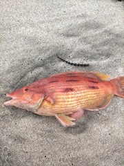 Bodianus unimaculatus