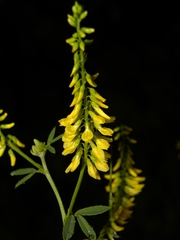 Melilotus elegans