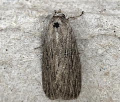Catabena lineolata