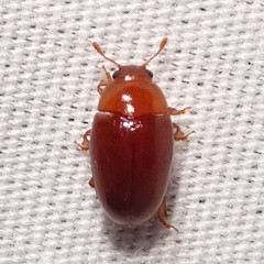 Pseudischyrus extricatus