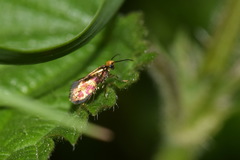 Micropterix tunbergella
