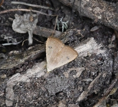 Rivula pusilla