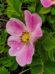 Rosa arkansana arkansana