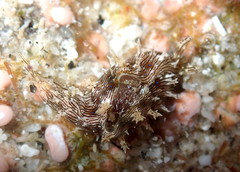 Stylocheilus rickettsi