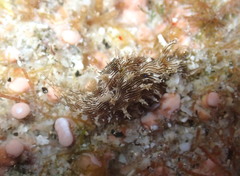 Stylocheilus rickettsi