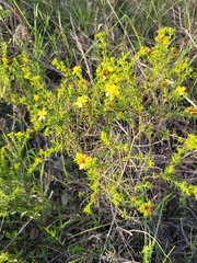 Hypericum fasciculatum