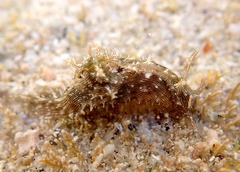 Stylocheilus rickettsi