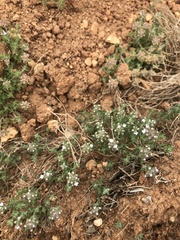 Thymus zygis sylvestris