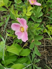 Rosa arkansana arkansana