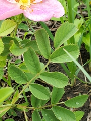 Rosa arkansana arkansana
