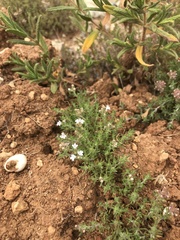 Thymus zygis sylvestris