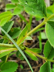 Rosa arkansana arkansana