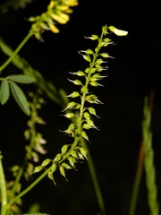 Melilotus elegans