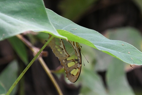 Malachite photo 5