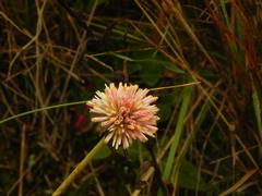 Gomphrena pulchella