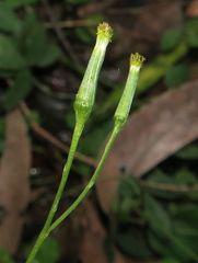 Senecio prenanthoides