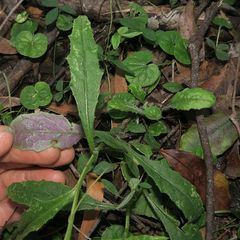 Senecio prenanthoides