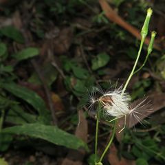 Senecio prenanthoides